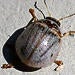 Eucalyptus leaf beetle
