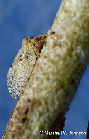 Olive Psyllid