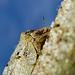 Olive Psyllid