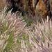 Fountain Grass