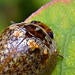 Eucalyptus leaf beetle