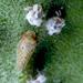 Olive Psyllid