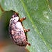 Eucalyptus leaf beetle