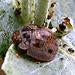 Eucalyptus leaf beetle