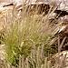Fountain Grass