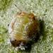 Olive Psyllid