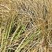 Fountain Grass