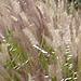 Fountain Grass