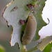 Eucalyptus leaf beetle