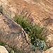 Fountain Grass
