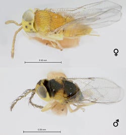 Psyllaphycus diaphorinae