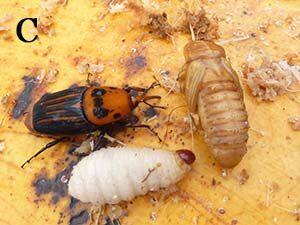 Red palm weevil
