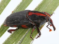 Rhynchophorus vulneratus