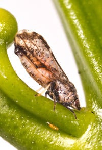 Asian Citrus Psyllid