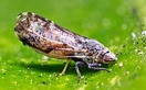 Asian Citrus Psyllid