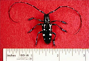 Asian Long Horned Beetle