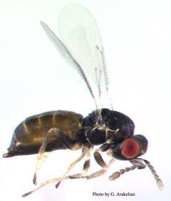 Blue Gum Galling Wasp