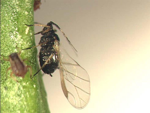 Brown Citrus Aphid