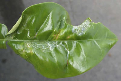 Citrus Leafminer
