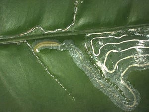 Citrus Leafminer