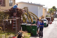 Dead Canary Islands date palm
