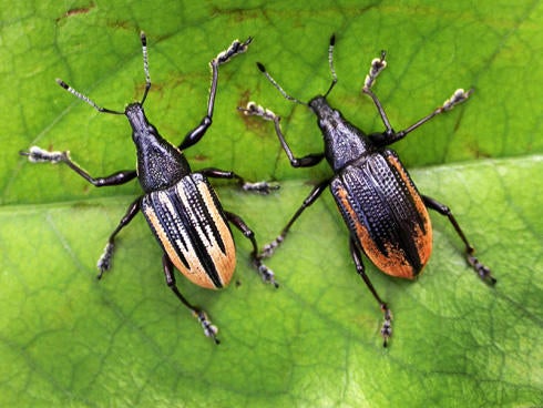 Diaprepes Root Weevil