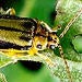 Elm Leaf Beetle