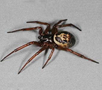 European Spider