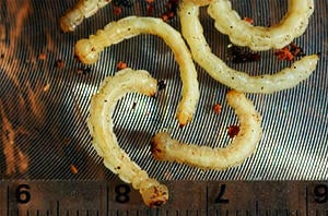 Goldspotted Oak Borer