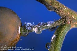 Hackberry Damage