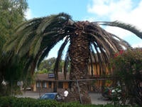 Palm Tree