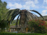 Palm Tree