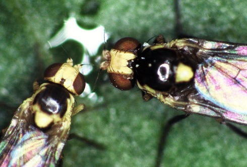 Pea Leafminer