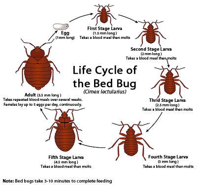 Bed Bug Lifecycle
