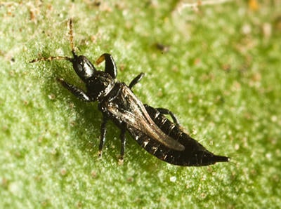 Myoporum Thrips