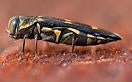 Goldspotted Oak Borer