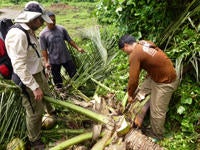 palm weevils in the Philippines