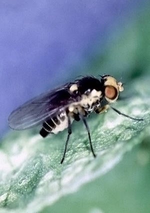 Pea Leafminer