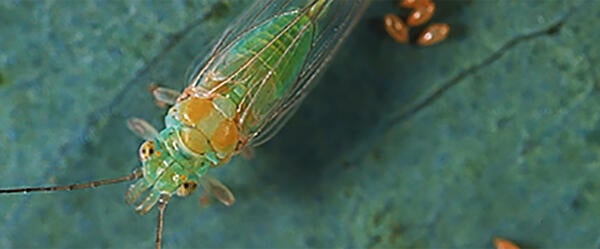 Red gum lerp psyllid