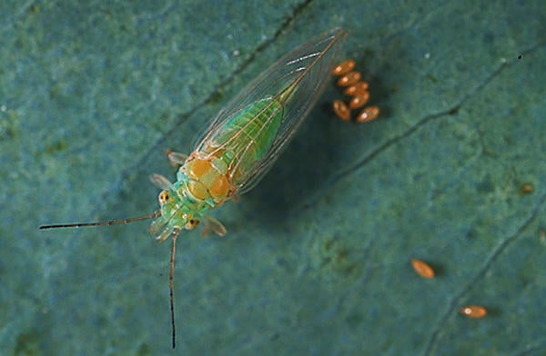 Red Gum Lerp Psyllid (c) CISR