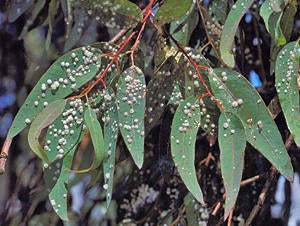 Red Gum Lerp Psyllid
