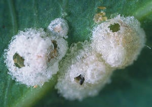 Red Gum Lerp Psyllid