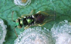 Red Gum Lerp Psyllid