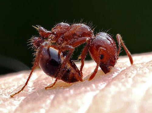 Red Imported Fire Ant