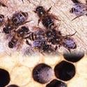 Cultivated Honeybee Brood
