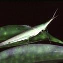Pointed Nose Grasshopper