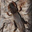 Mole Cricket