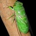 Cicada