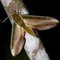 Hawk Moth