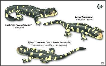 Tiger Salamander